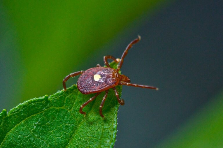 Close-up of a lone star tick perched on a green leaf, commonly associated with tick-borne illnesses and used in Lyme disease awareness campaigns
