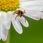 ticks in grass close up outdoor backyard summer