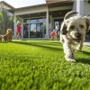 family backyard dog kids sunny grass outdoor lifestyle