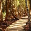 family hiking trail backpack dog spring woods lifestyle