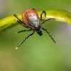 tick-pest-1024x683